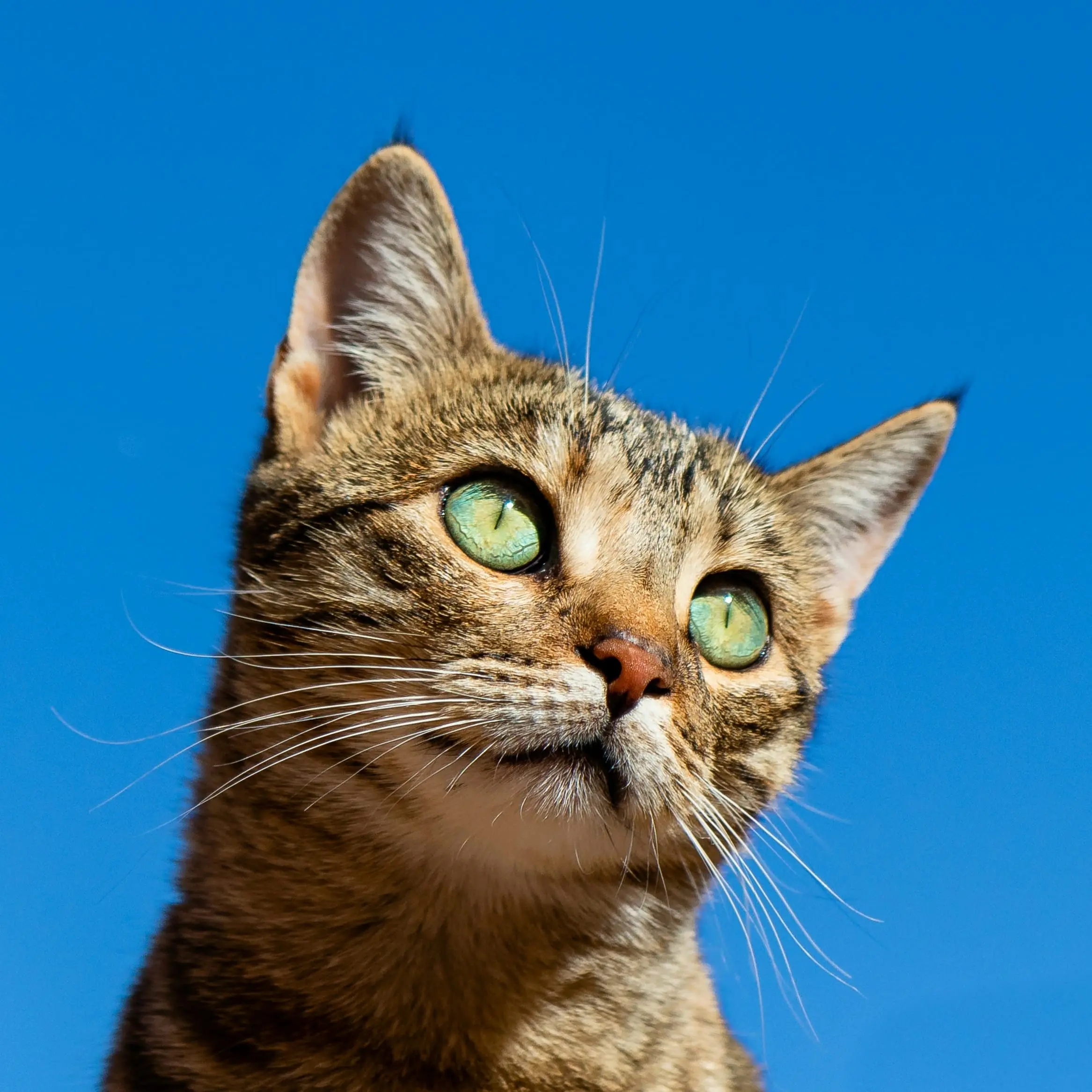 Katze vor blauem Hintergrund